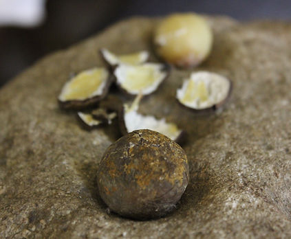 Gayga (Yidinji) - Candlenut